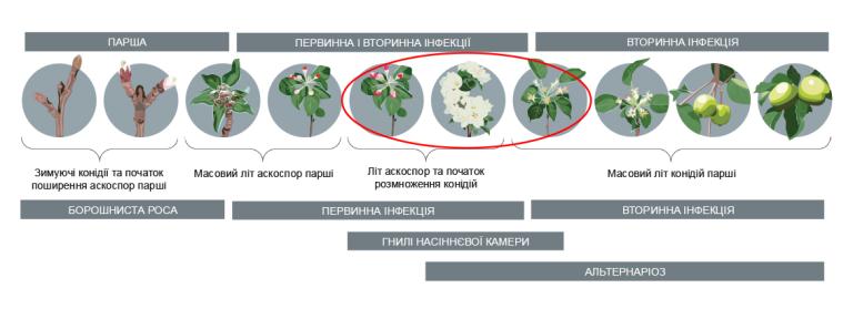 Фаза цвітіння