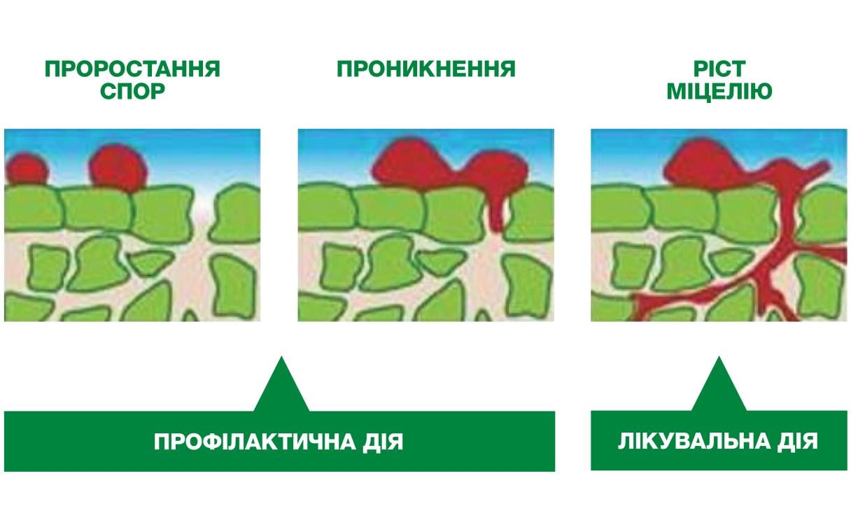Лікувальна і профілактична дія