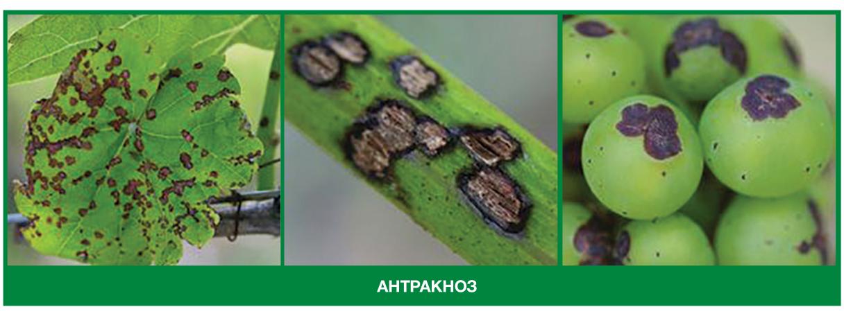 Антракноз
