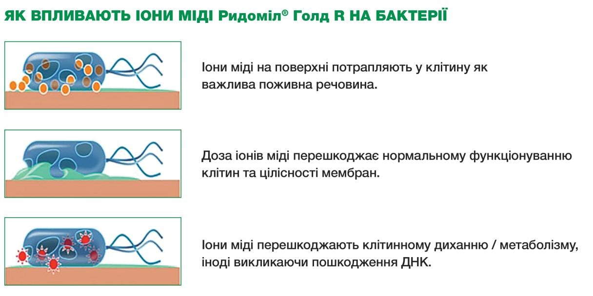 Як впливають іони міді?
