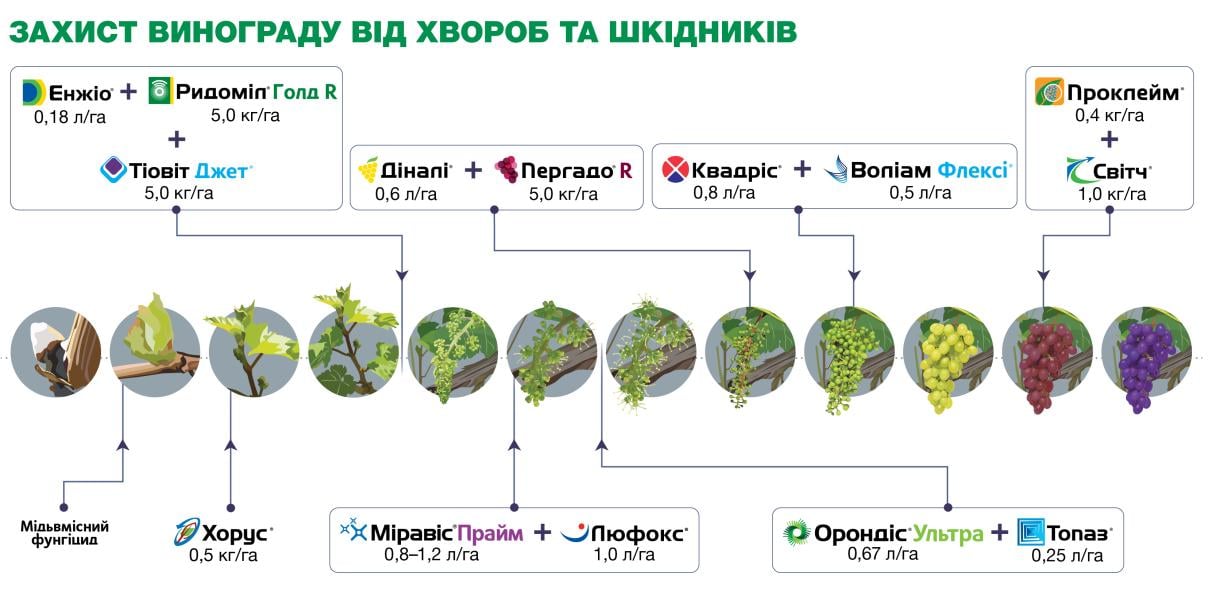Захист винограду від хвороб та шкідників