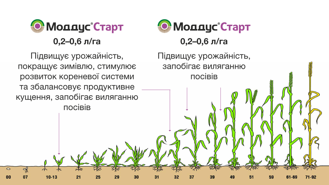 Моддус Старт