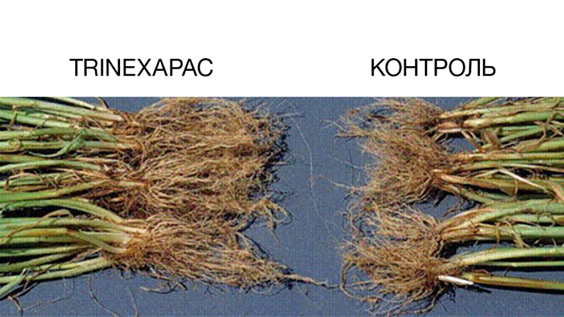 Порівняння
