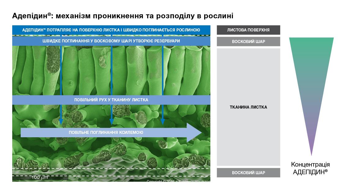Механізм проникнення та розподілу