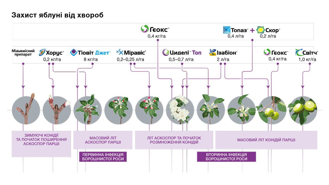 Захист яблуні