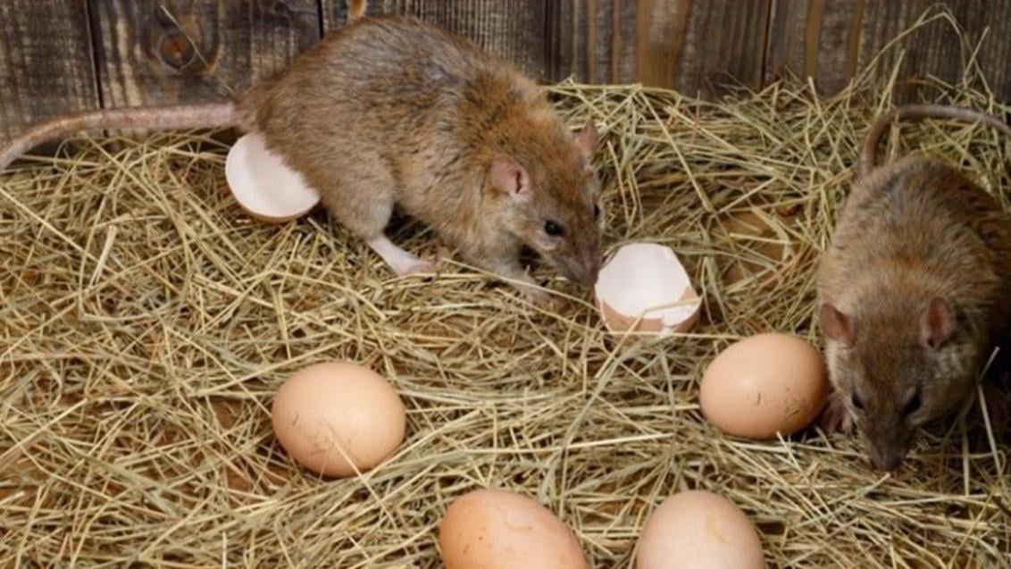 Рис. 4. Зовнішній вигляд пошкодження продуктів та речей щуром сірим (пацюком)