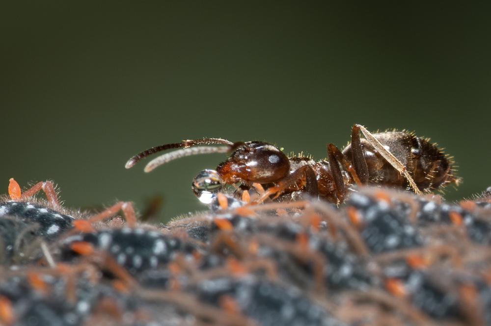 Мурахи