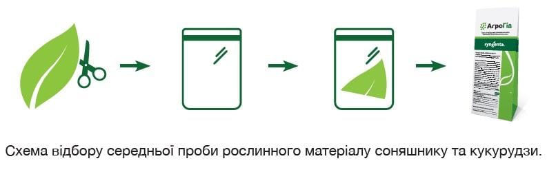 Схема відбору середньої проби рослинного матеріалу соняшнику та кукурудзи.