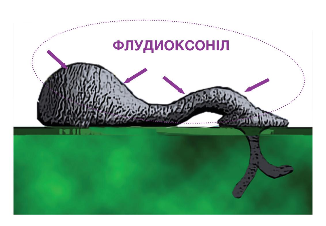 Геокс, флудиоксоніл