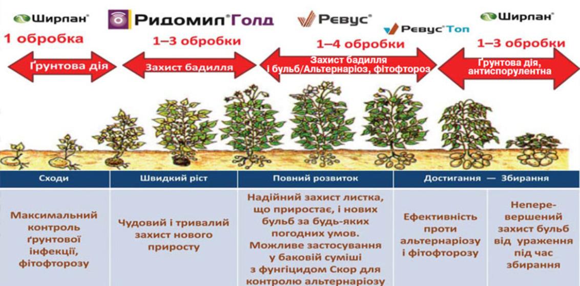Ревус Топ