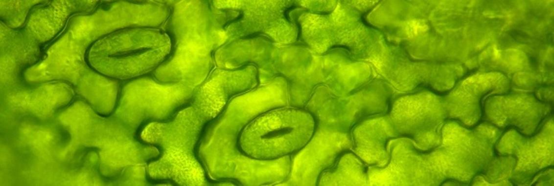 Азоксистробін покращує ефективність використання води&nbsp;за рахунок скорочення транспірації через продихи