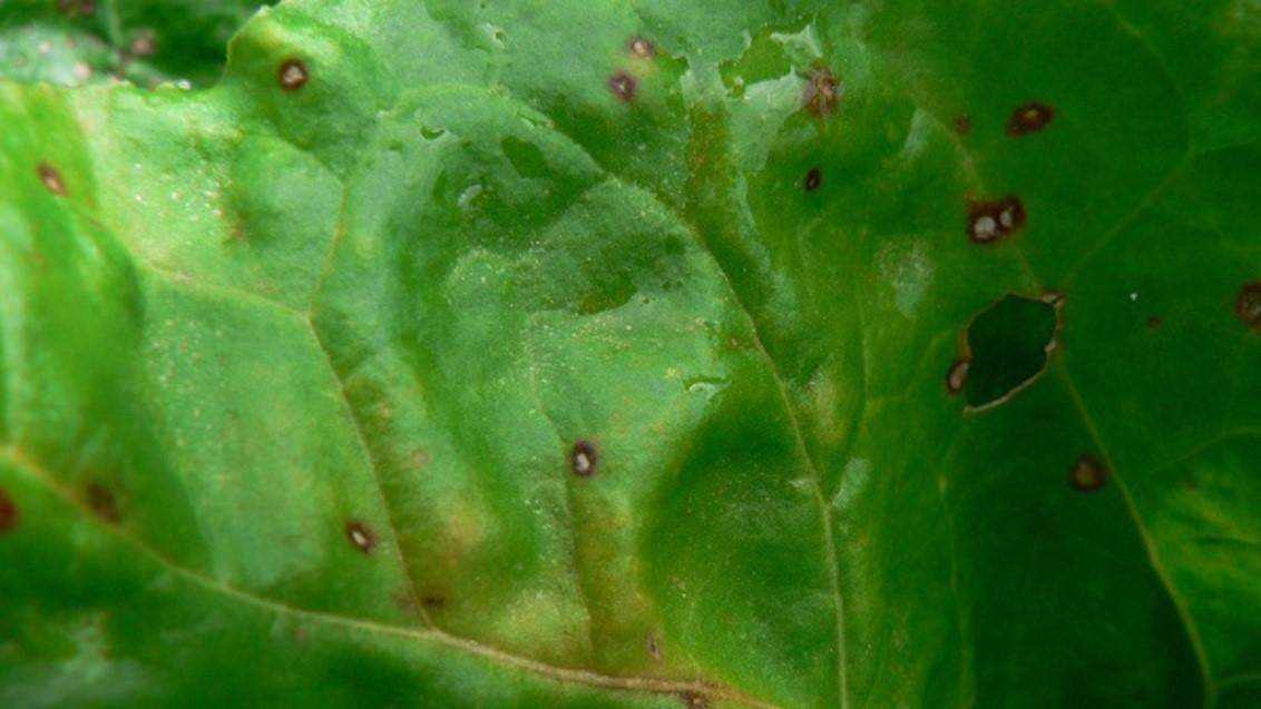 Уражені церкоспорозом (Cercospora beticola) листки цукрових буряків.