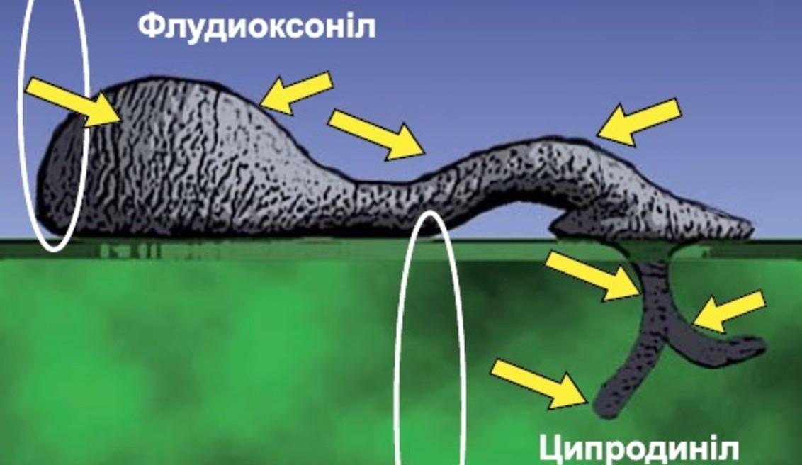 Дія препарату на кісточкові культури
