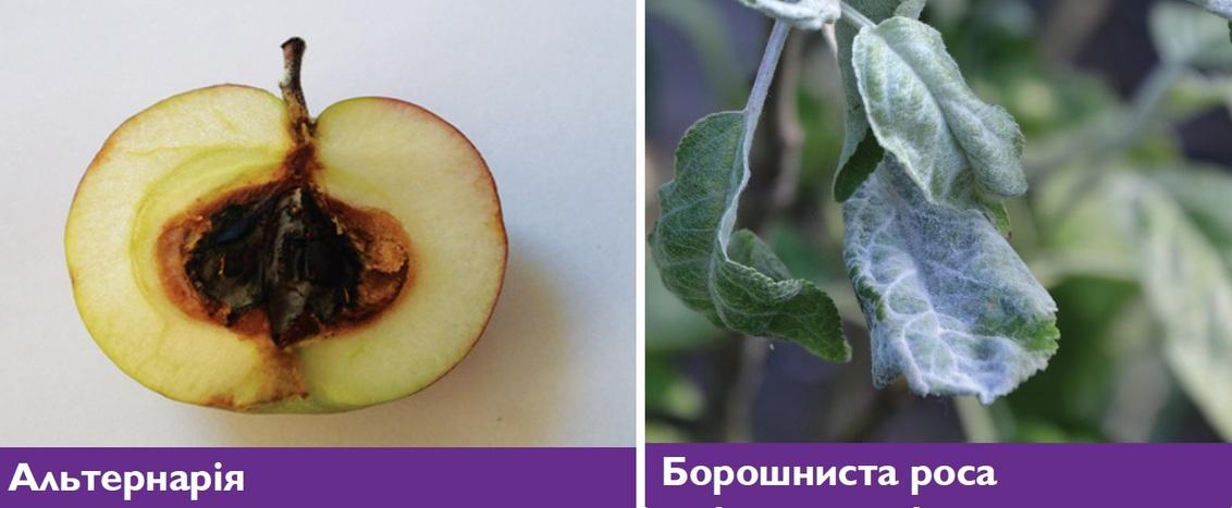 Альтернарія та борошниста роса