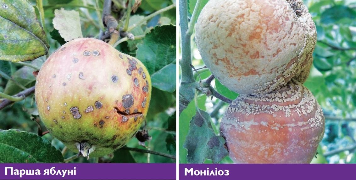 Парша та моніліоз яблуні