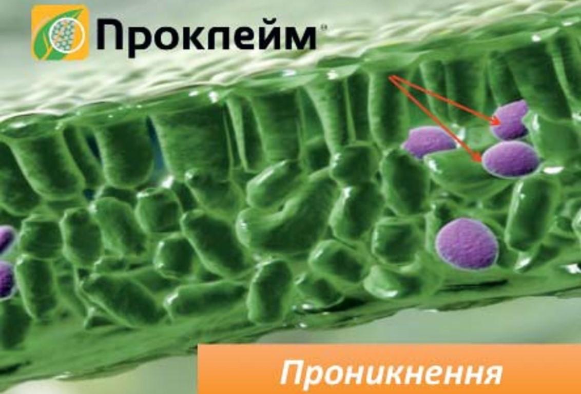 Проникнення Проклейм