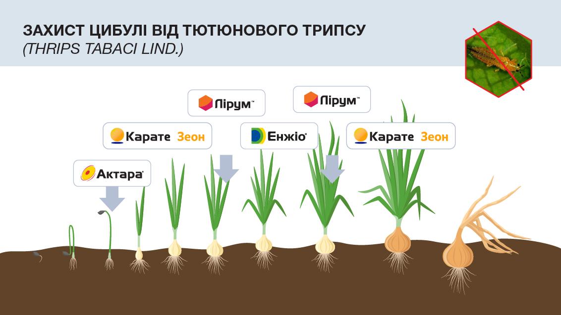 Захист від тютюнового трипсу на цибулі