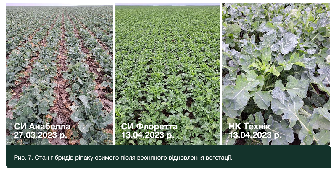 Рис. 7. Стан гібридів ріпаку озимого після весняного відновлення вегетації