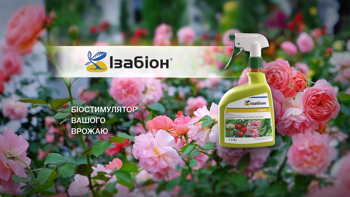Ізабіон® спрей: готове рішення для підвищення врожайності