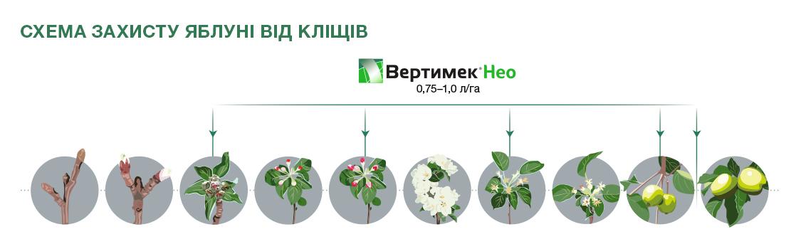 Фази внесення
