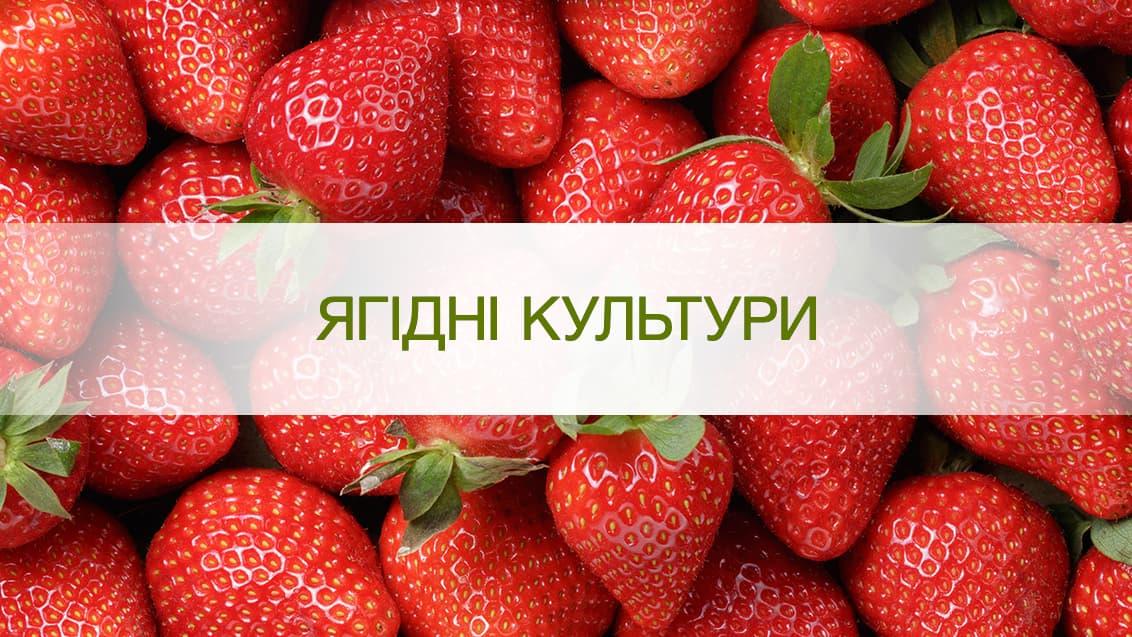 Захист ягідних культур