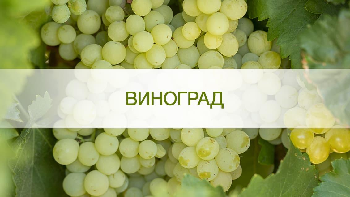 Захист винограду