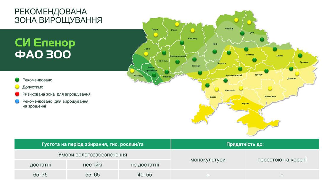 Гібрид кукурудзи СИ Еленор