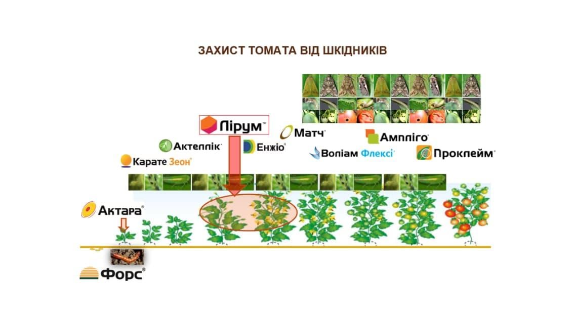 Захист томата від шкідників