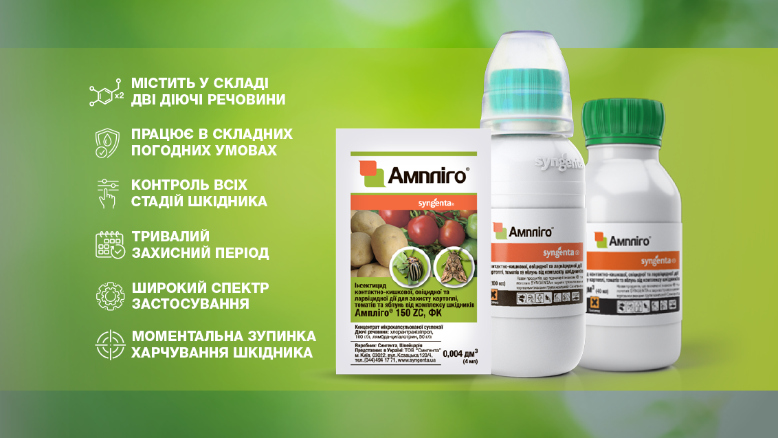 Ампліго