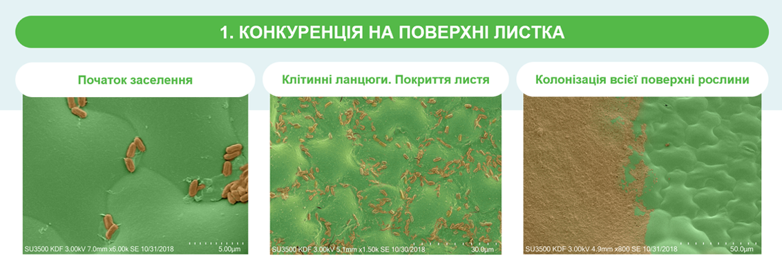 Конкуренція на поверхні листка
