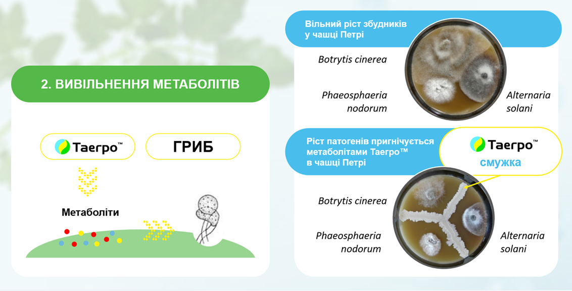 Вивільнення метаболітів
