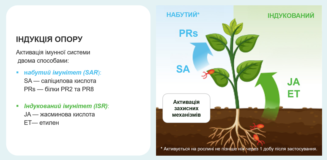 Активація захисних механізмів