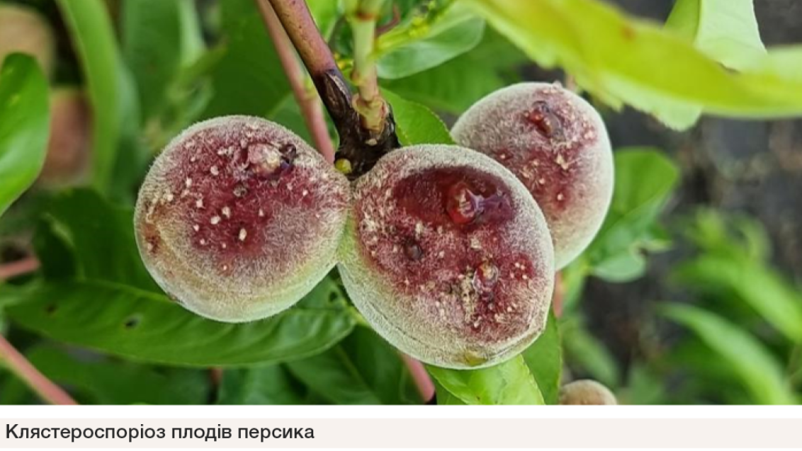 Клястероспоріоз персика