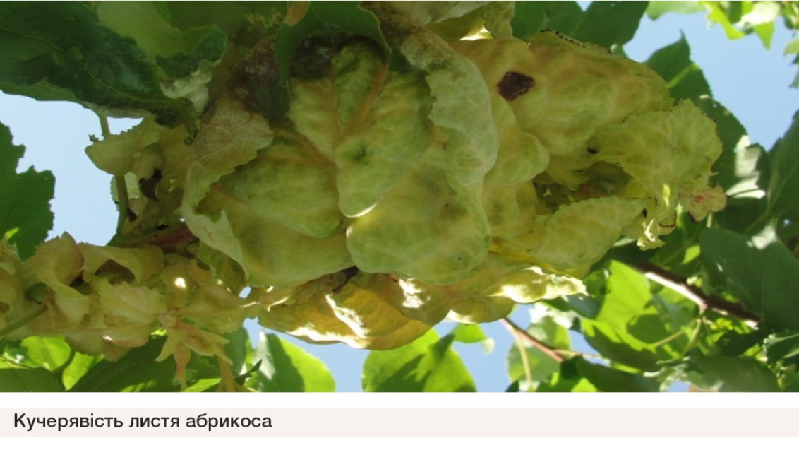 Кучерявість листя абрикоса