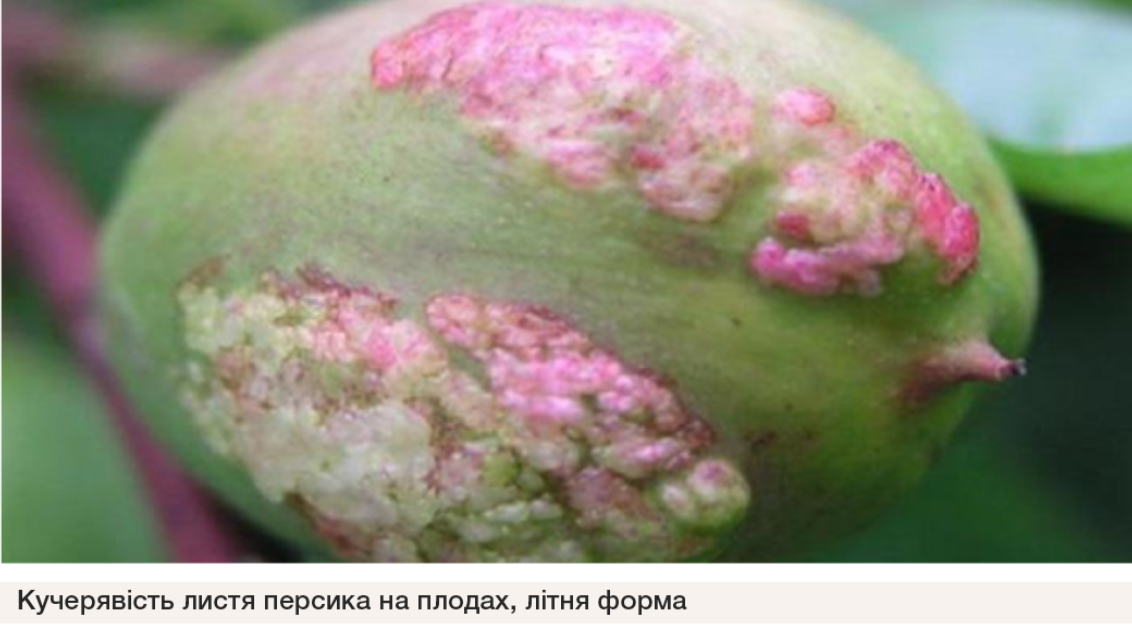 Кучерявість листя персика на плодах
