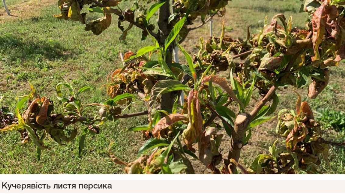 Кучерявість листя персика