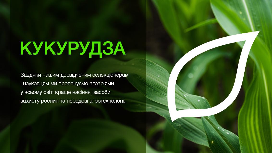 Кукурудза Сингента