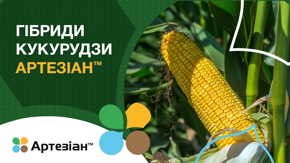Гібриди кукурудзи Артезіан