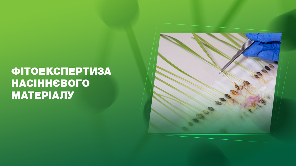 Фітоекспертиза насіннєвого матеріалу