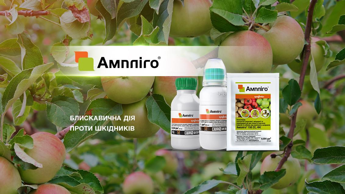 Ампліго Сингента