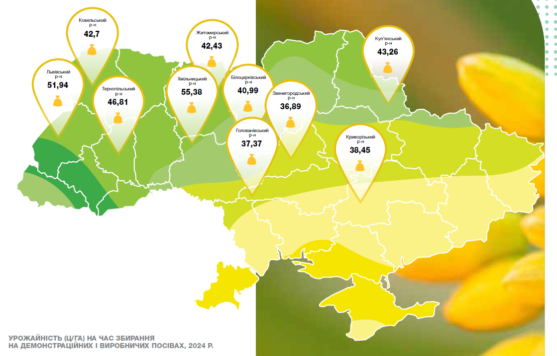 Ріпак Анабелла