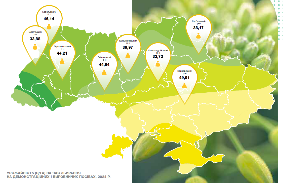 Ріпак Технік