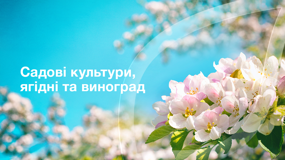 Садові культури, ягідні та виноград
