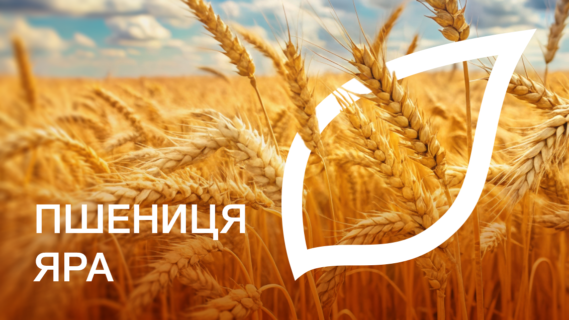 Пшениця яра