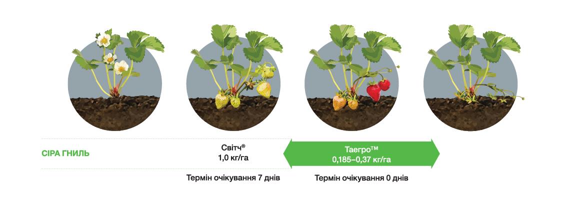Застосування препарату Таегро™