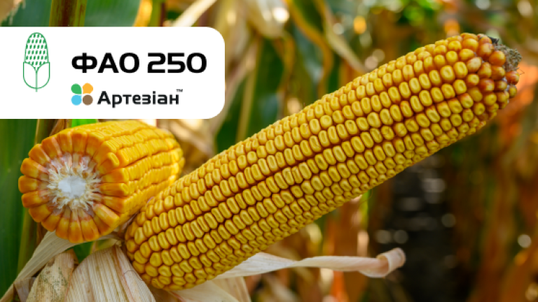 СИ Фрегат кукурудза