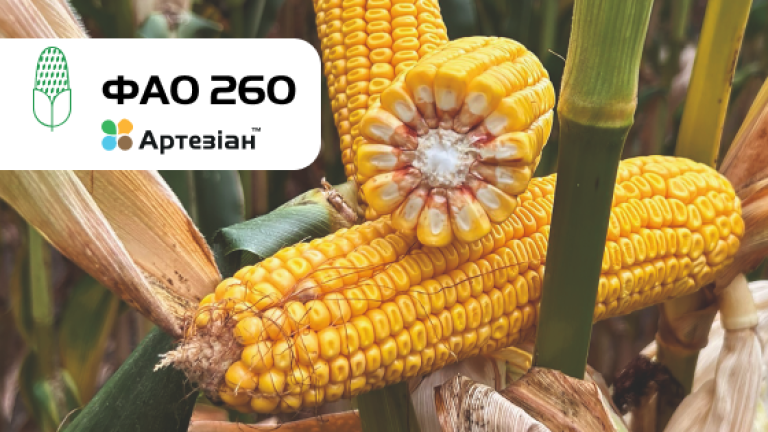 СИ Олівія кукурудза