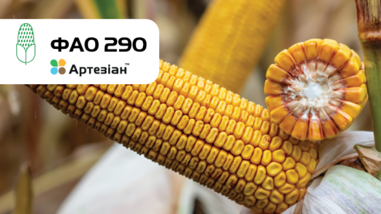 СИ Скорпіус кукурудза