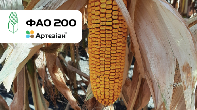 СИ Шикарі кукурудза