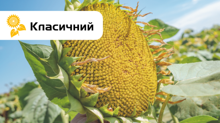 Алькантара соняшник